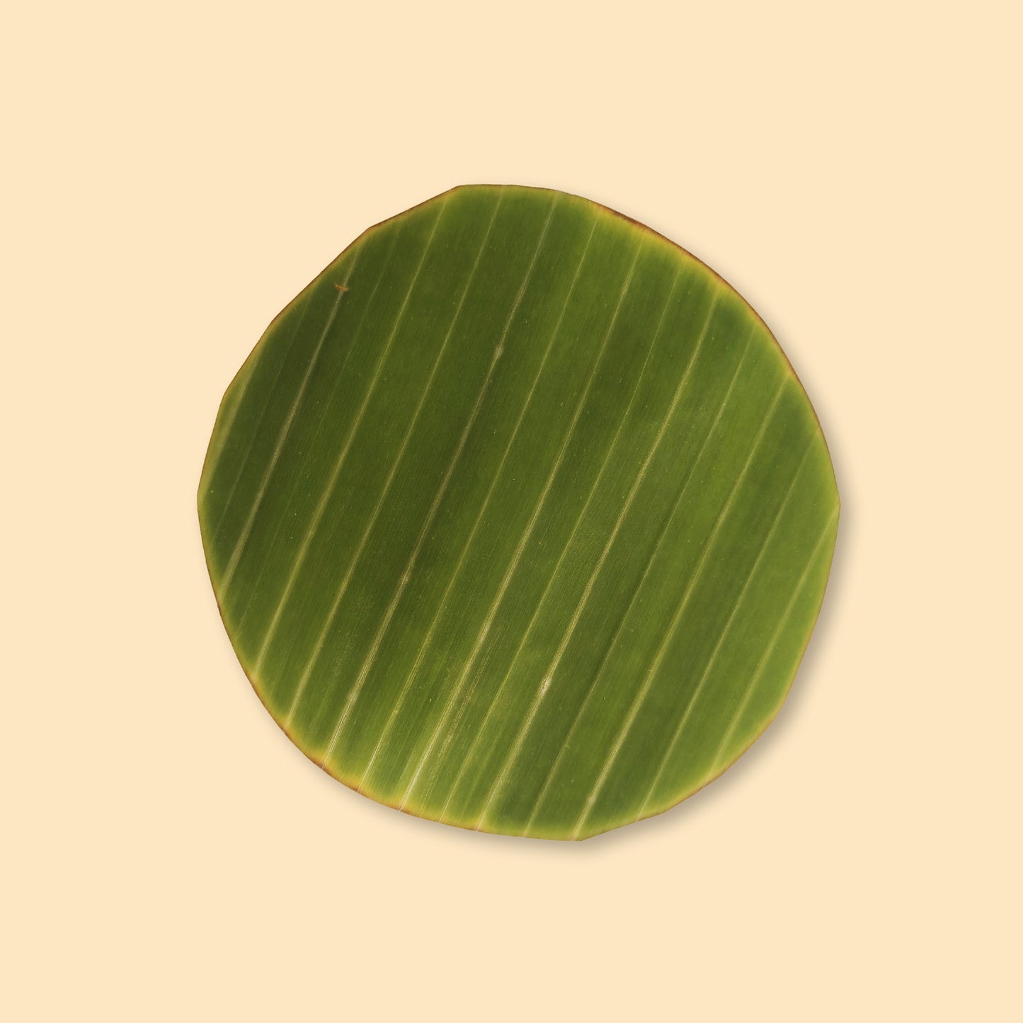 Fresh round banana leaves 300s bundle showing vibrant green color and natural parallel veining pattern